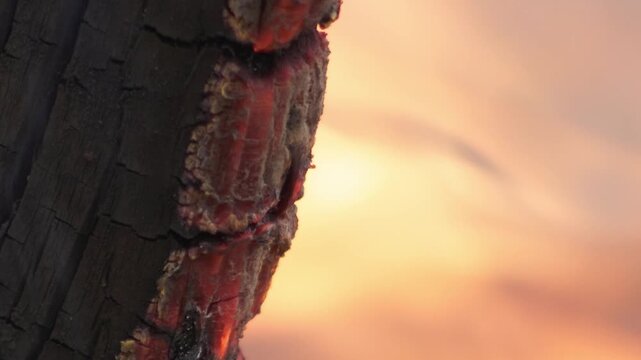 Detailed view of glowing wood ember and charcoal burning. Extreme close up shot of flickering orange heat and textured black wood