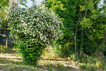 Mock orange (Philadelphus coronarius) shrub covered with white fragrant flowers blooming in garden under sunlight showing dense foliage, natural beauty and spring vegetation in rural environment © Maxal Tamor