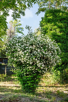 Mock orange (Philadelphus coronarius) shrub covered with white fragrant flowers blooming in garden under sunlight showing dense foliage, natural beauty and spring vegetation in rural environment