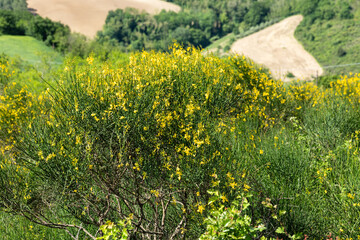 Obraz premium Yellow broom shrubs swaying in the wind on Montefeltro hills, Marche Italy showing summer vegetation, Mediterranean landscape and dynamic movement under bright sunlight