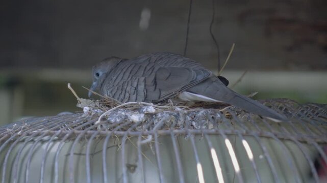 Left side profile of a peaceful zebra dove resting on its nest, balanced exposure with broadcast quality audio.