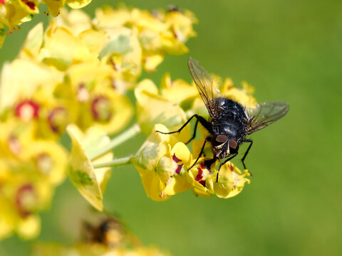 Macro fly on euphorbes flowers