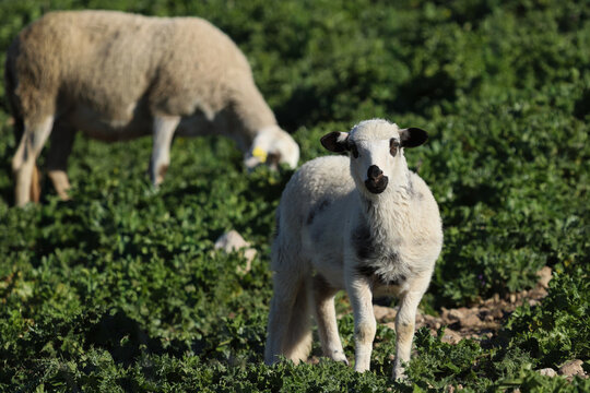 A panda looking white lamb with distinctive black eye and ear markings standing in front of its grazing mother. The lamb looks directly at the camera with an alerted expression.