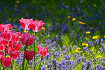 Fototapeta premium Pink Tulips in a Colorful Spring Garden