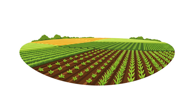 Rural farmland with organized rows of growing crops