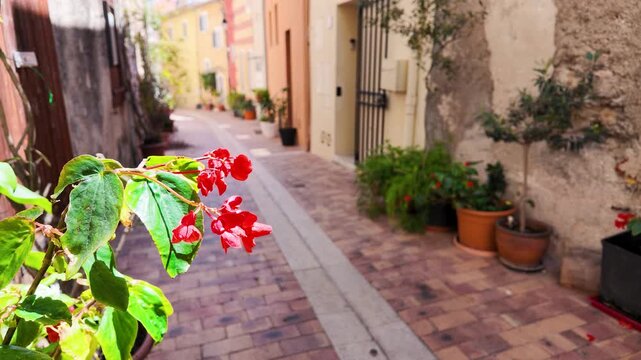 Red Flowers in a Narrow Cobblestone Street in Cassis France