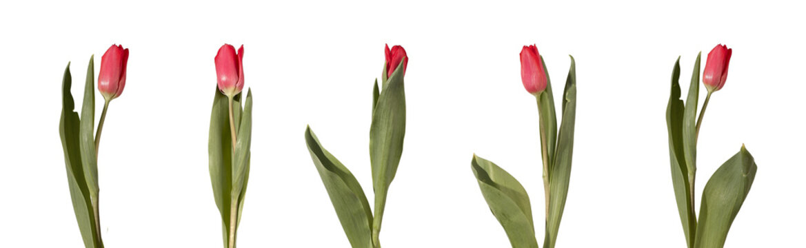 Set of single red tulip flowers with stems and leaves on grey background with copy space. Collection showing variation of shape angle and natural form clearly. Floral concept for layout