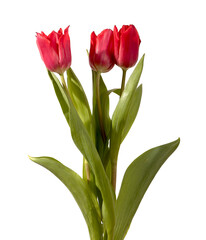 Fototapeta premium Three red tulip flowers arranged with green stems and leaves isolated white background. Small bouquet composition showing multiple blooms clearly. Botanical concept for spring decoration and