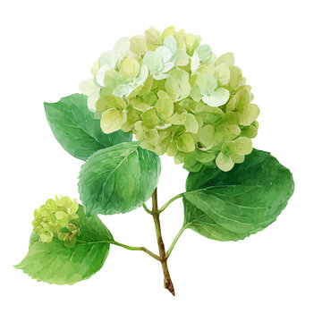 Hydrangea, watercolor drawing vector, isolated on a white background.