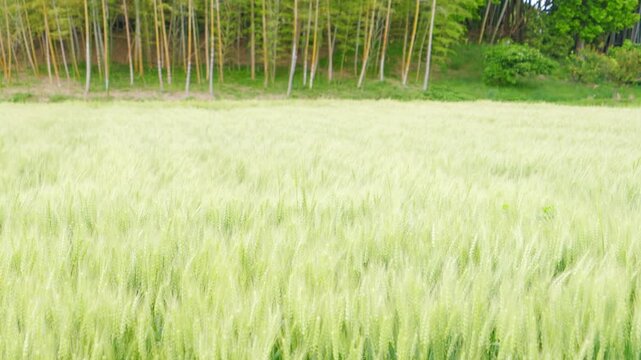 Green Wheat Field and Peaceful Rural Landscape in Japan