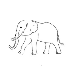 Fototapeta premium elephant vector illustration