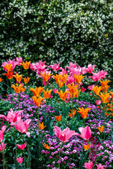 Obraz premium Orange and pink tulips blooming in a garden in the forest.