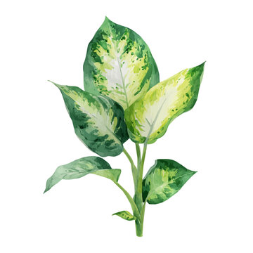 pruning dracaena massangeana Dracaena fragrans massangeana – Adplants main image 0
