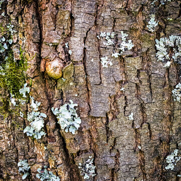 Dramatic Bigleaf Maple Bark And Lichen Closeup