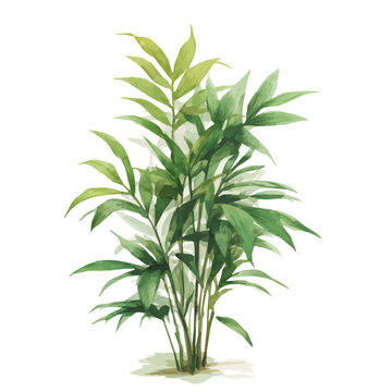 Parlor Palm, watercolor clipart vector, isolated on a white background.