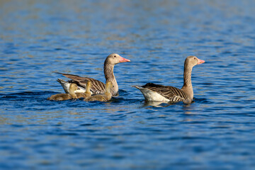 Fototapeta premium Greylag goose family swimming with goslings on lake