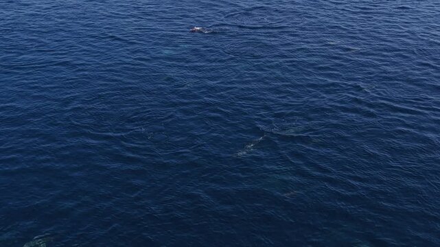 Aerial view of a pod of dolphins swimming in the deep blue ocean with a distant island on the horizon in Vashafaru, Haa Alif Atoll, Maldives.