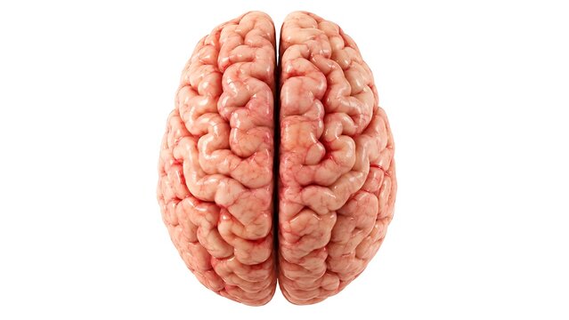 Human Brain Anatomical 3D Rendering Isolated on White Background - Concept of Intelligence, Mental Health, and Neurology.