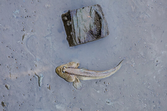 Top view of mudskipper fish on the grey mud in mangrove forest, selective focus on animal