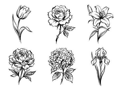 Minimalist black ink brush line art of tulip rose lily peony hydrangea and iris isolated on white background
