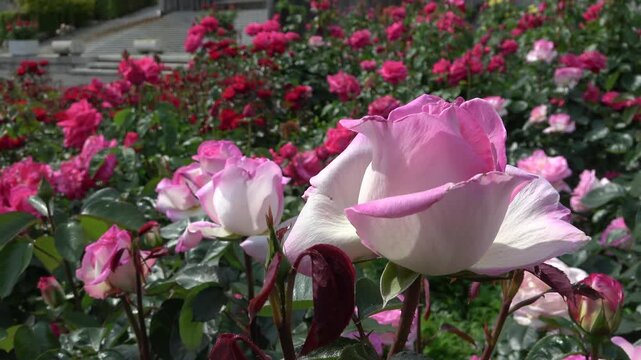 Roses Roses &Eacute;panouies : &Eacute;l&eacute;gance et Beaut&eacute; dans un Jardin de Printemps en 4K