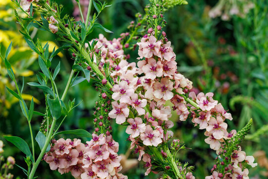 Verbascum Southern Charm flowers blooming beautifully in the early summer garden.