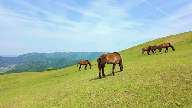 都井岬の御崎馬（宮崎県串間市）