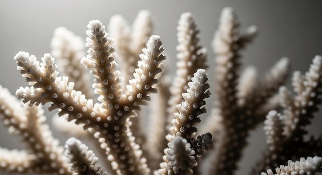 Close up of bleached coral branches showing intricate textures and patterns.