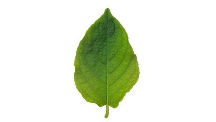 Fototapeta premium Single green leaf with prominent veins, isolated on transparent background