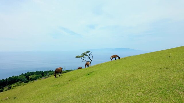 都井岬の御崎馬（宮崎県串間市）