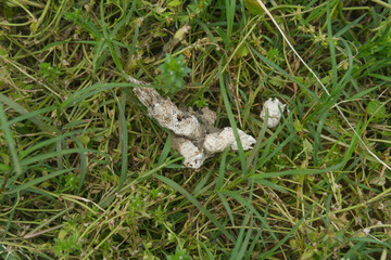 Obraz premium Animal Droppings on Green Grass