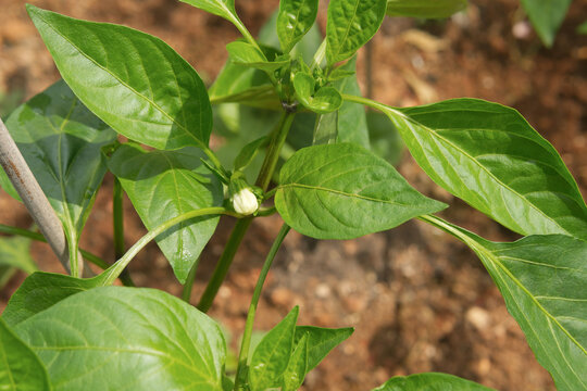 Green chili pepper plant with a white flower bud