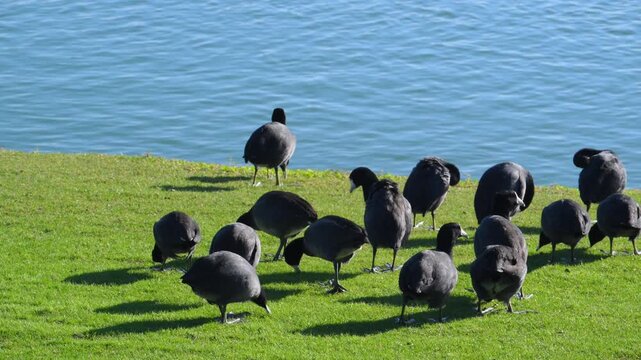 Fountain Park, American Coots (Fulica americana), also known as "mud hens".