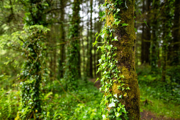 Obraz premium Ivy covered woodland in northwest Ireland with lush ferns and green forest floor. Atmospheric Irish nature scene near the wild Atlantic landscape.