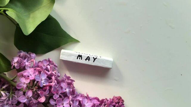 Purple lilac flowers with May calendar and soft pink light, spring seasonal composition, floral greeting concept.