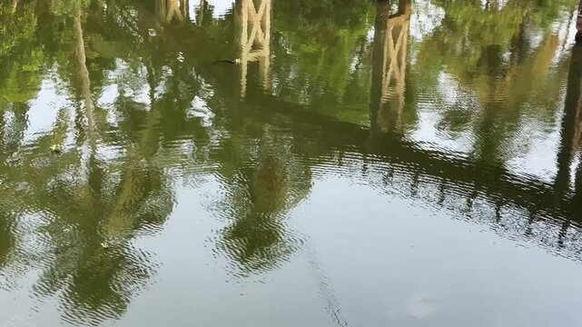 Reflection of a bridge and coconut trees falling on gently undulating water	
