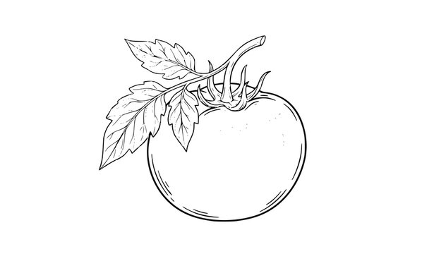 Hand drawn ripe tomato vector art with green leaf isolated on white