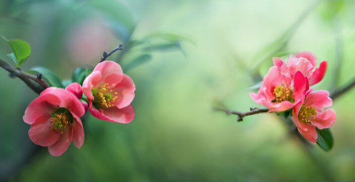 Quince flowers on a branch against the background of a blooming spring garden. Blooming quince, spring background. Vintage processing in a retro style.