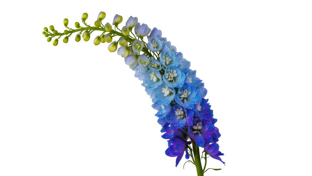 Blue and purple delphinium flower stalk with buds, isolated on transparent background