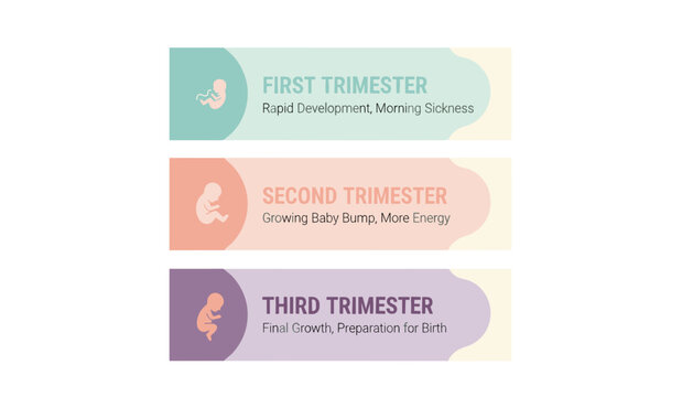 Pregnancy trimester infographic with maternal symptoms and fetal development timeline in pastel colors. Clean healthcare illustration concept for prenatal education and medical awareness.