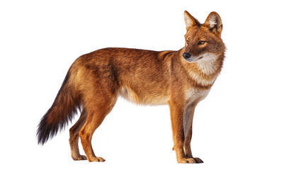 Fototapeta premium Reddish-brown dhole canine with alert ears standing, isolated on transparent background