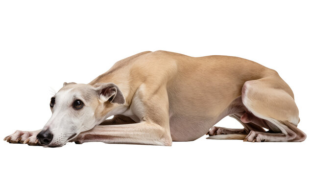 Light brown whippet dog resting on the floor, isolated on transparent background