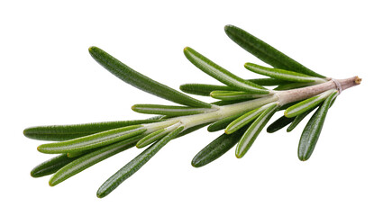 Fototapeta premium Fresh green rosemary herb sprig, isolated on transparent background