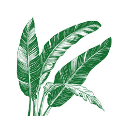 Palm or banana tree leaves. vector illustration. Tropical plants, isolated on a white background. © Vladimir