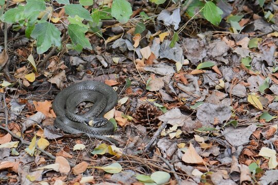 Grass snake on leaves in autumn season in the forest