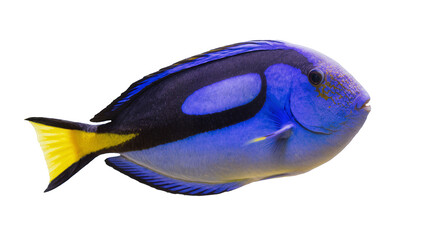 Vibrant blue tang fish with yellow tail, isolated on transparent background © Hughes