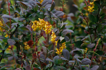 Fototapeta premium flowering ornamental barberry bush in the garden