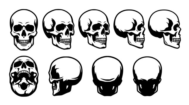 Various human skulls in different angles and expressions illustrated