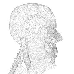 Sketch of human skull anatomy with detailed face and neck muscles in wireframe style. © German Ovchinnikov