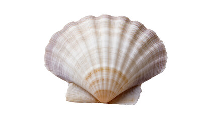 Delicate beige and purple scallop seashell, isolated on transparent background © Hughes